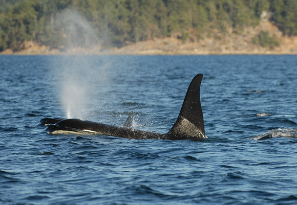 Southern Resident Killer Whale