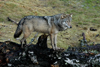 Latvia Wolf